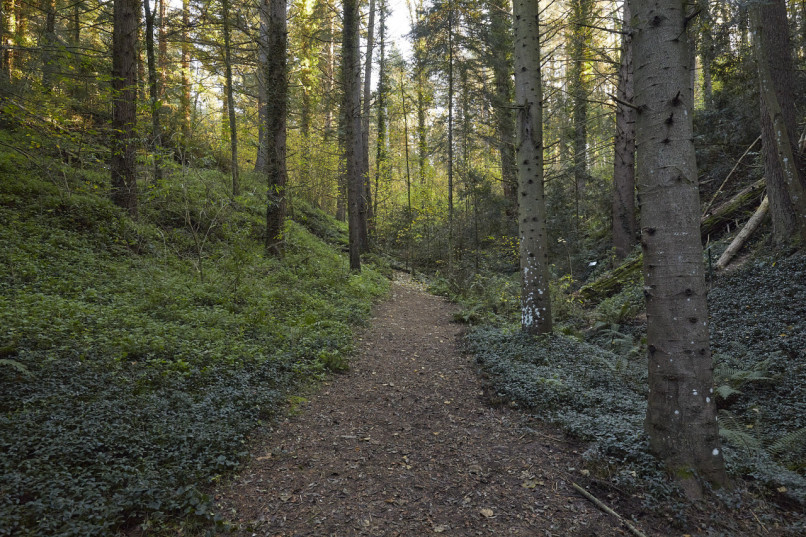 felpa74 bosque j 1 (1)