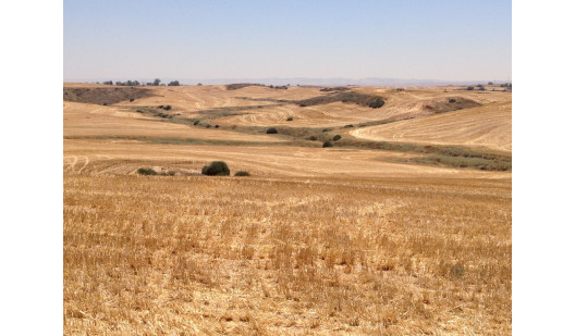 harvested field