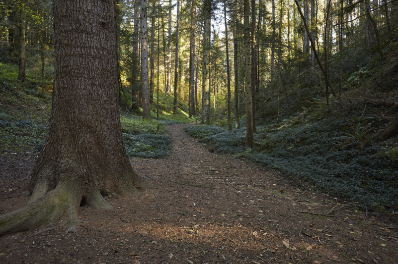 plush74 bosque j 3 (1)