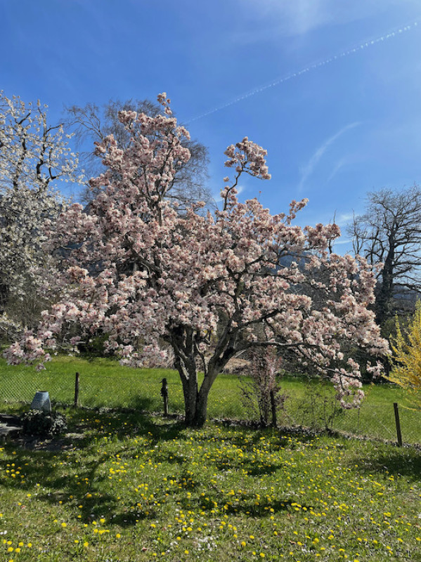 plush74 film photo event location switzerland maienfeld villa nature gardens 15