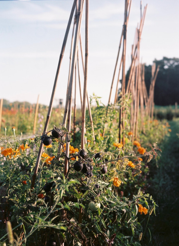 plush74 marsano feld 3(1)