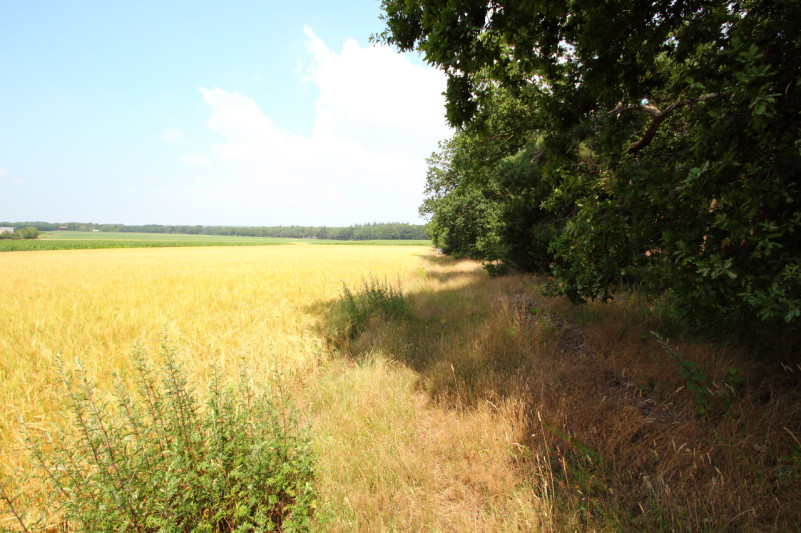 plush74 Bungalow aus der Mitte des Jahrhunderts rhenen 81 (1)