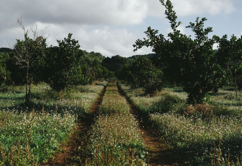 peluche74 alquiler producciones locaiton foto film granja ibiza spain00002