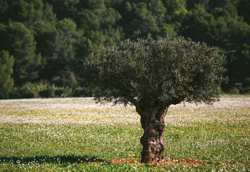 peluche74 alquiler producciones locaiton foto film granja ibiza spain00003