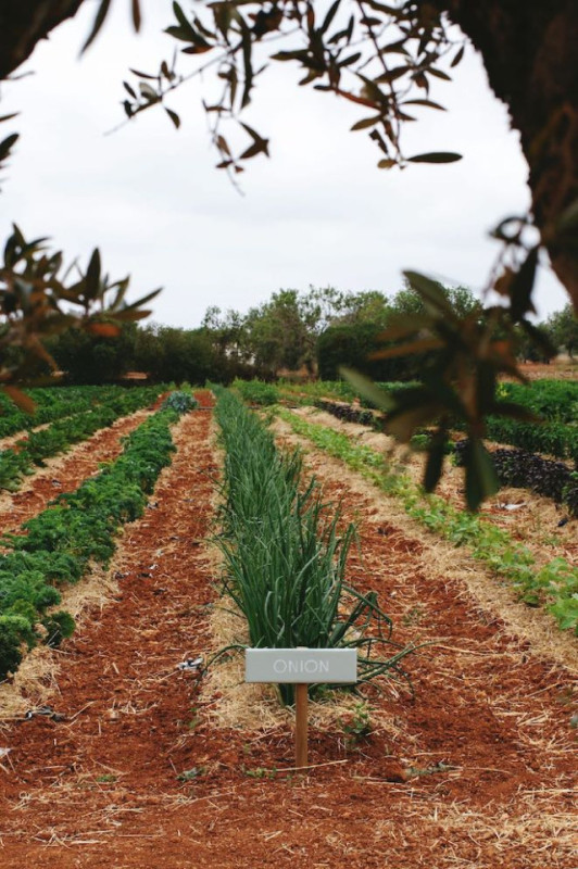 peluche74 alquiler producciones locaiton foto film granja ibiza spain00006