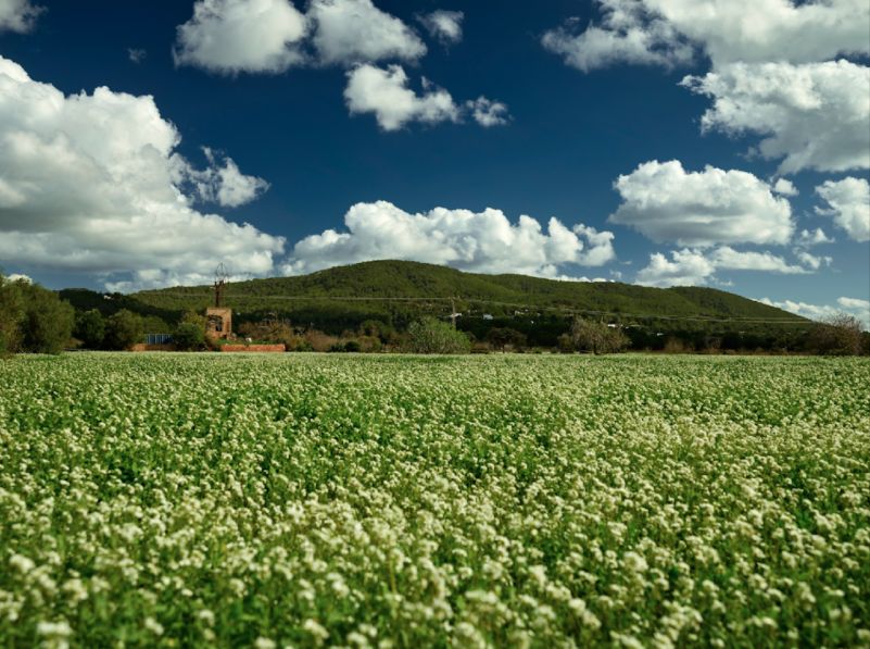 peluche74 alquiler producciones locaiton foto film granja ibiza españa00014