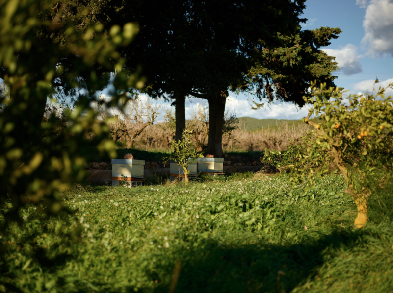 felpa74 alquiler producciones locaiton foto film granja ibiza españa00015