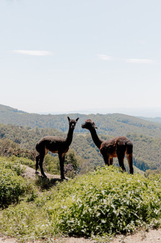 plush 74 u00aehoam house 99196 12