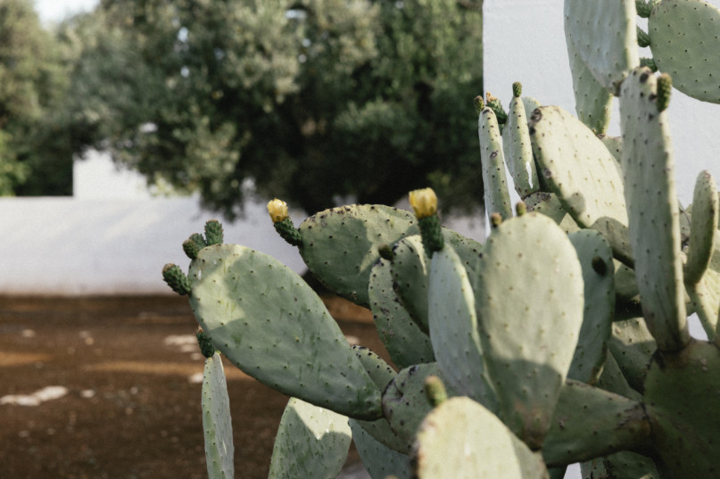 plush74 artistic country retreat puglia 28