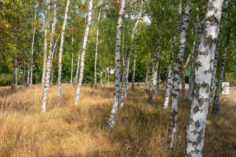 peluche74 berlino affitto location film scout villaggio fotografico american style29