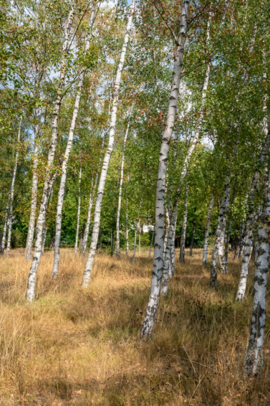 peluche74 berlino affitto location film scout foto villaggio americano30