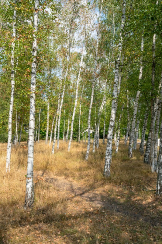 peluche74 berlino affitto location film scout foto villaggio americano32