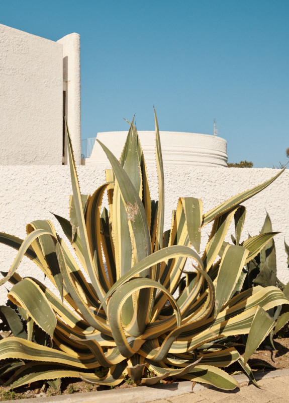 felpa74 damalisco 23(1)