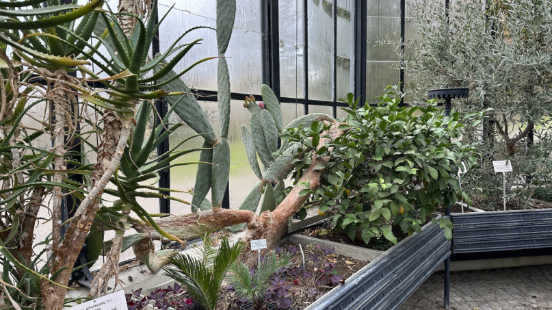 plush74 location photo film event switzerland zurich greenhouse tropical plants 206