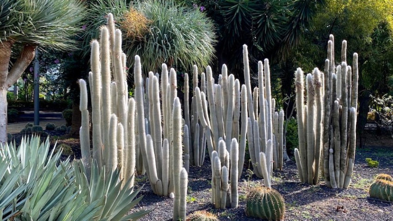 peluche74 lugar foto película españa tenerife00002