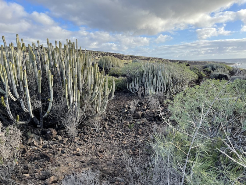 peluche74 lugar foto película españa tenerife00028