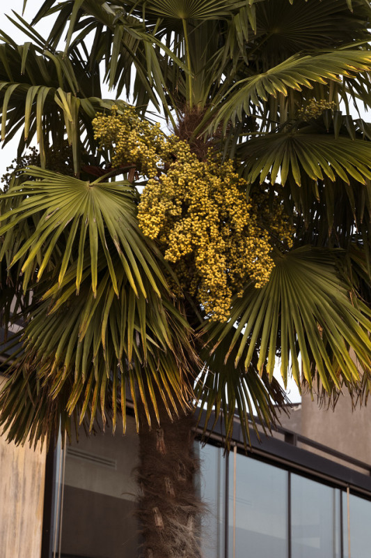 pluche74 rinoceronte 21