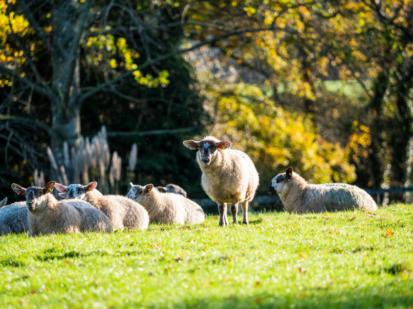 colegio st edwards estate4