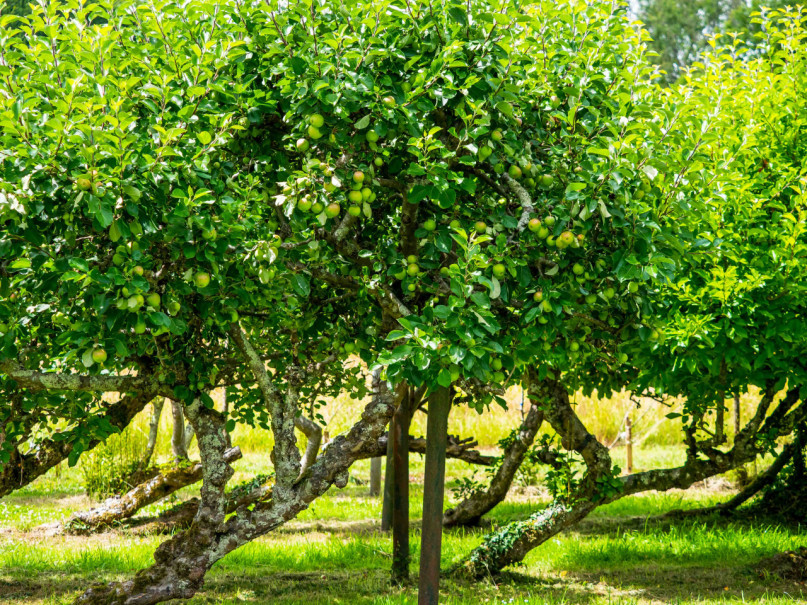 huerto escolar st edwards2