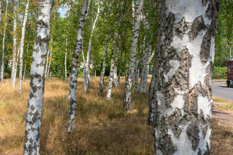 peluche74 berlino affitto location film scout villaggio fotografico american style28