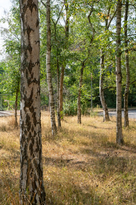 peluche74 berlino affitto location film scout foto villaggio americano31