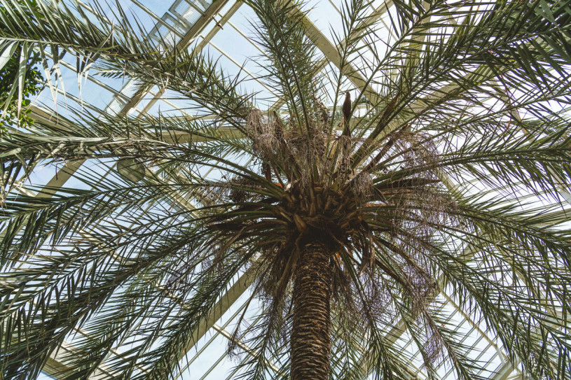 plush74 film photo event location greeenhouse botanical garden belgium meise3