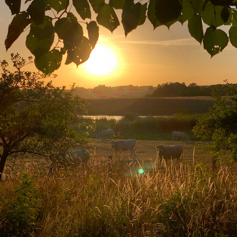 peluche74 film foto evento location uckermark germania fattoria 24