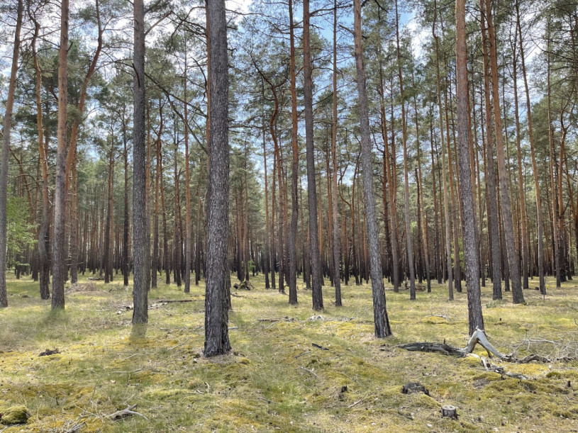 plush74 kiesgrube berlin 30 (1)