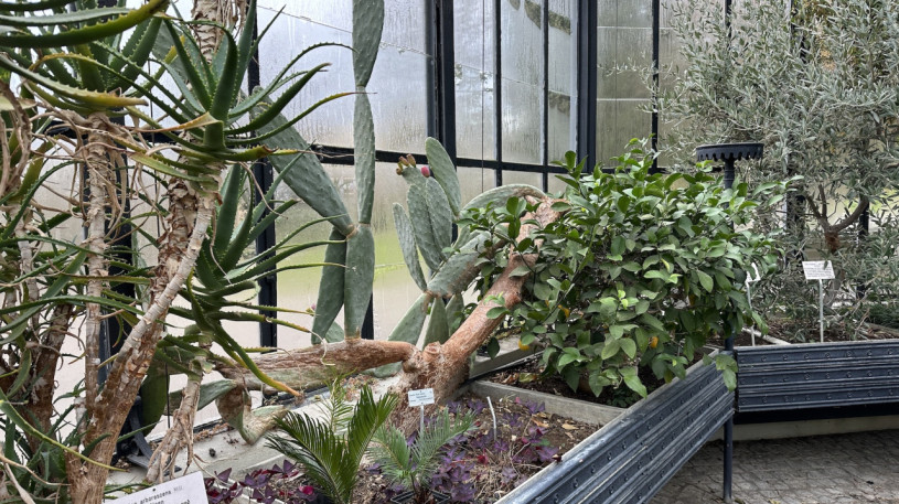 plush74 location photo film event switzerland zurich greenhouse tropical plants 206