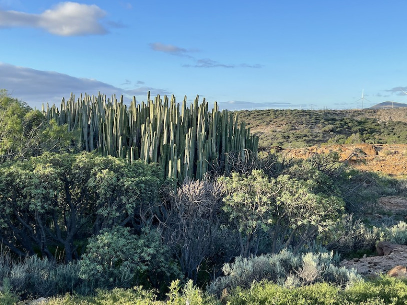 peluche74 lugar foto película españa tenerife00022