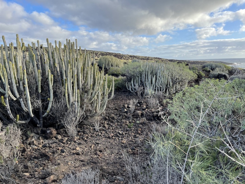 peluche74 lugar foto película españa tenerife00028