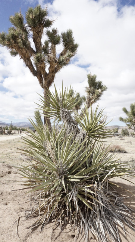 plush74 location scout rental photo film production las vegas usa8 (1)