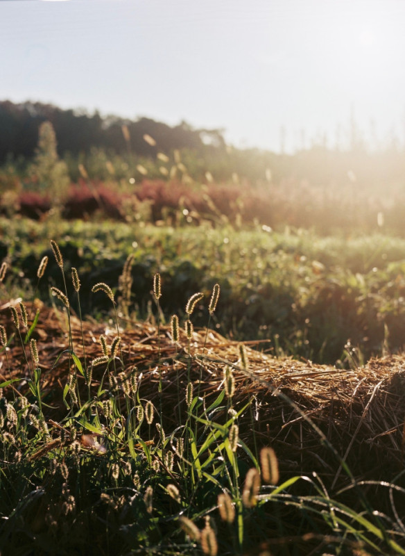 plush74 marsano feld 5