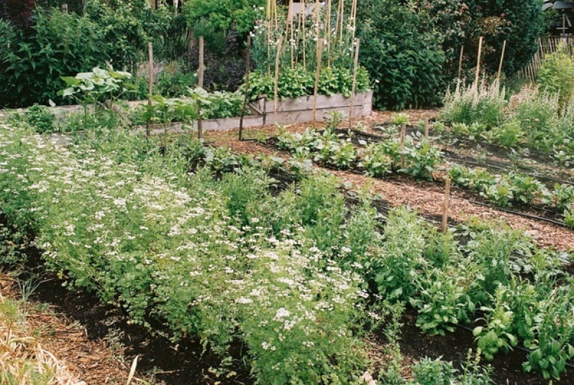 plush74 marsano garten 2