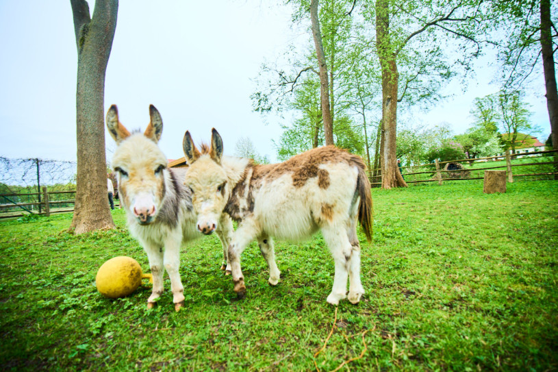 pluche74 natuur landgoed buiten berlijn 28