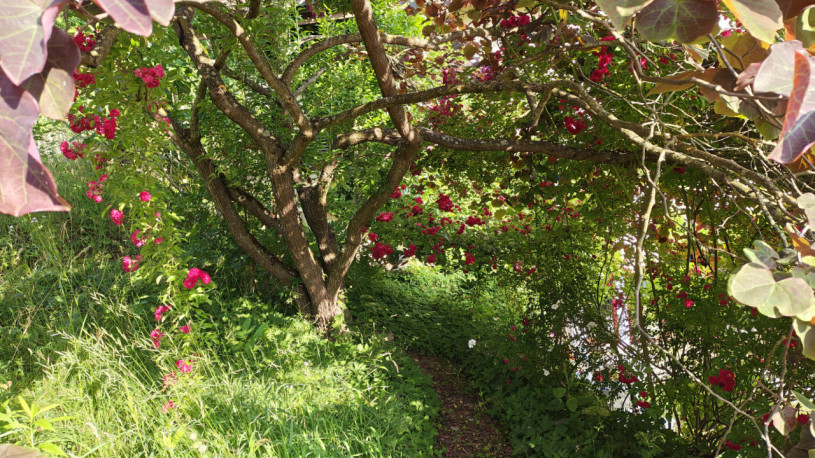 plush74 private garden in aargau 10