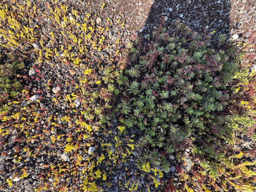 plush74 appartamento con giardino pensile 34 (1)