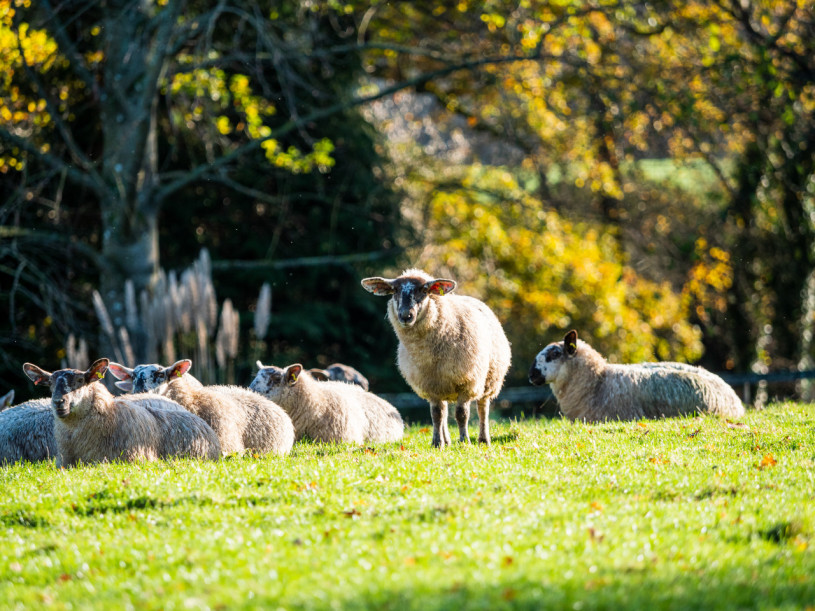 colegio st edwards estate4